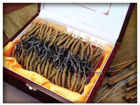 方山冬虫夏草回收